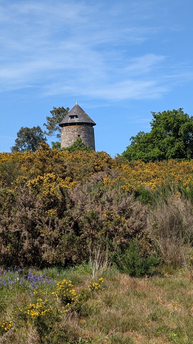 Vieux moulin breton en pierre sur une colline d'ajoncs jaunes, paysage des Landes de Cojoux à Saint-Just en Bretagne