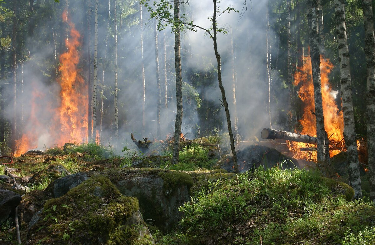 Flammes et fumée progressant entre les arbres d’une forêt