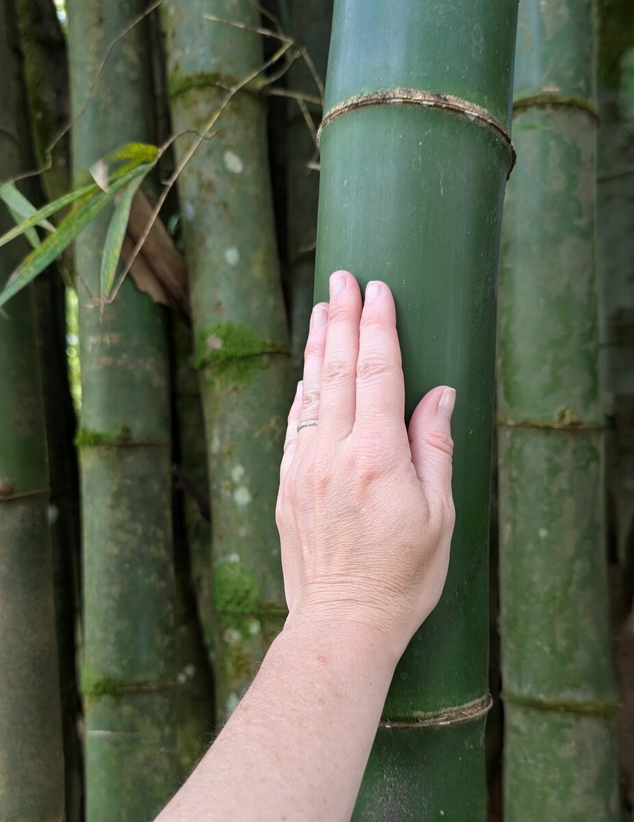 Main touchant un bambou en Martinique