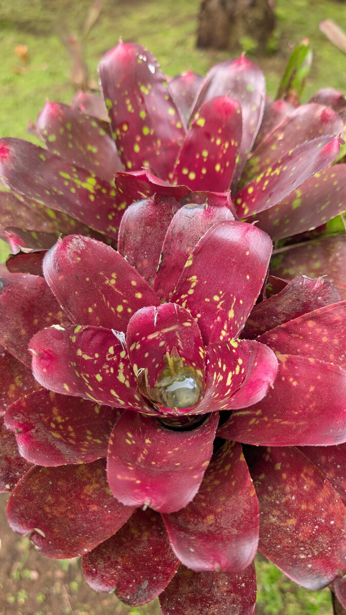 Fleur tropicale de Martinique