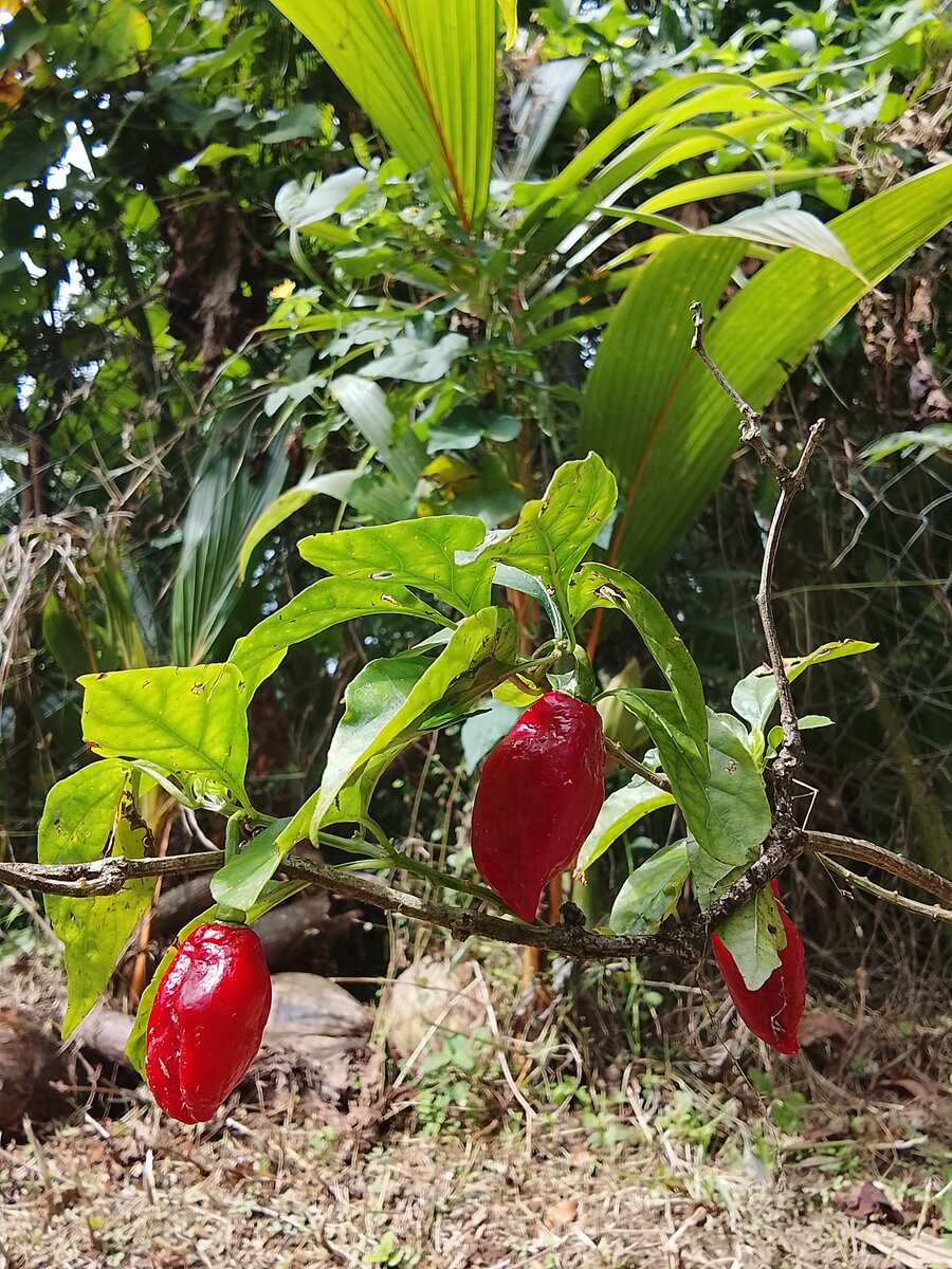Piments rouges du jardin créole
